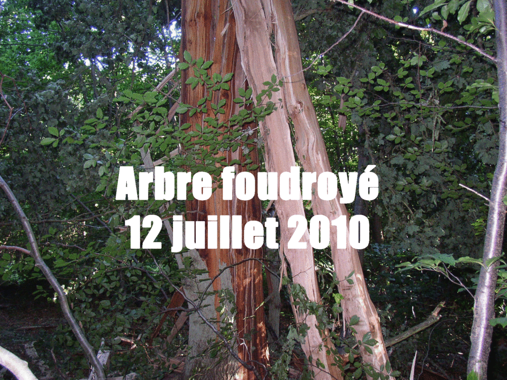 Album - Arbre-foudroye