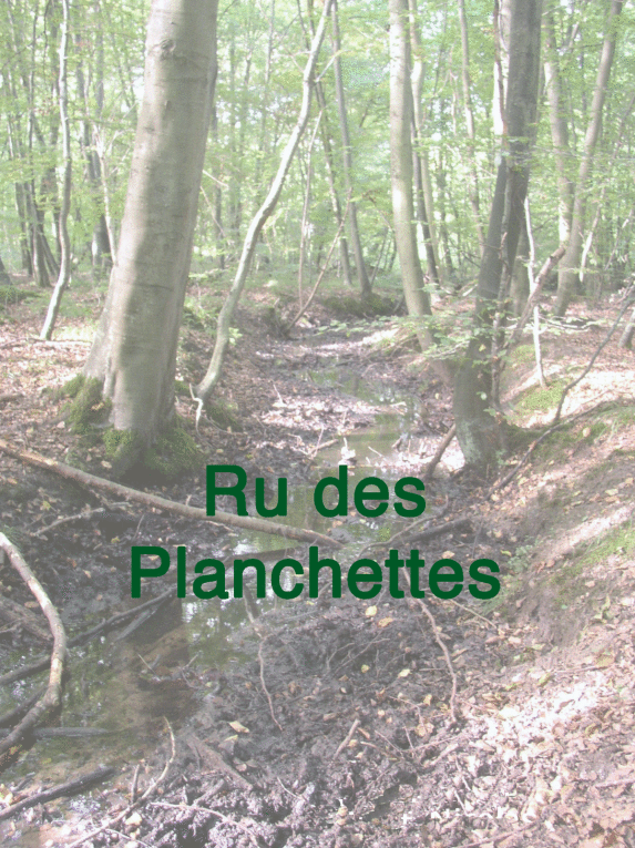 Le ru de Saint Nicolas et le ru des Planchettes dans leur traversée de la forêt, puis leur jonction dans Saint Jean aux Bois